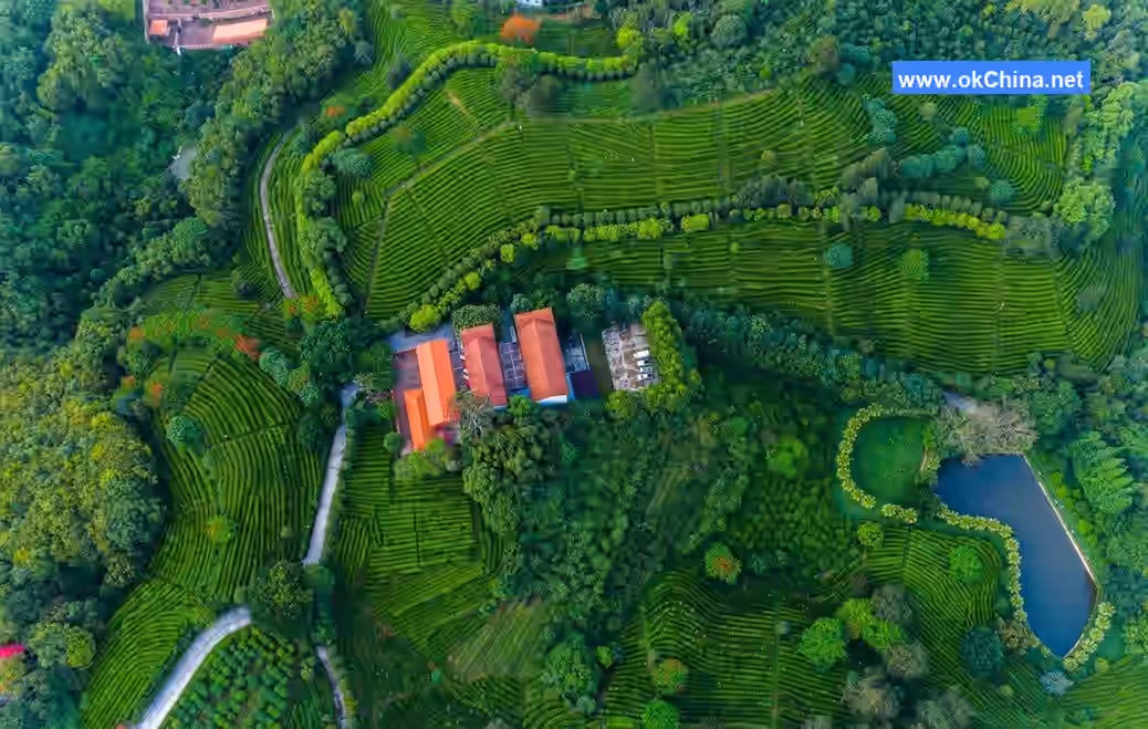 Yannanfei Tea Plantation Scenic Area