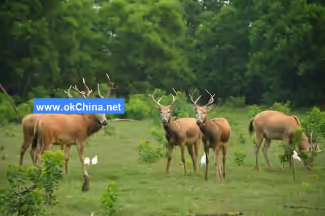 China Elaphurus Garden Scenic Area