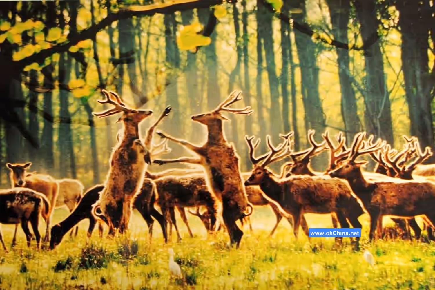 China Elaphurus Garden Scenic Area
