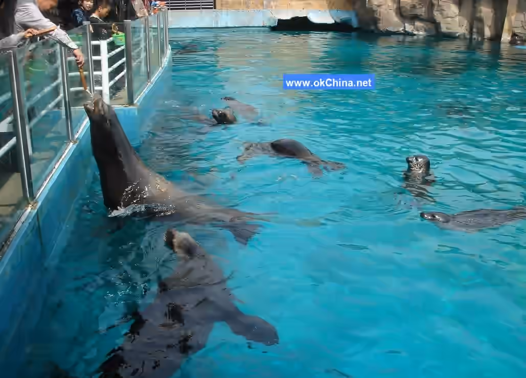 Tiger Beach Ocean Park And Tiger Beach Polar Aquarium