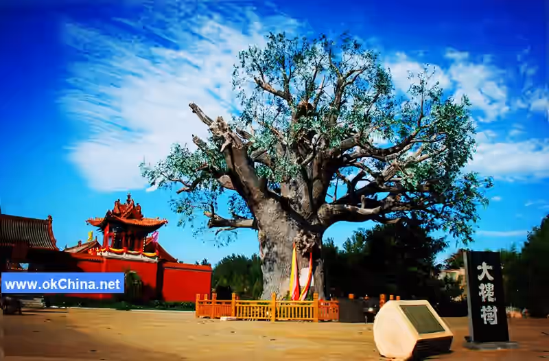 Hongtong Dahuaishu Ancestral Shrine Scenic Area